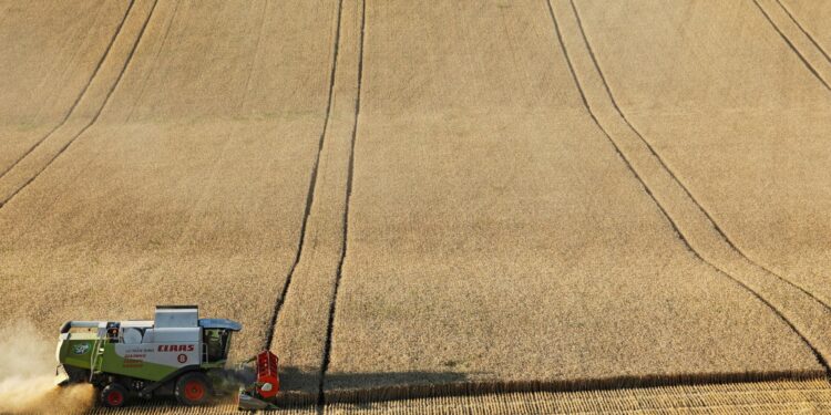 Reuters: Morocco imports more wheat from Russia than France this year economy