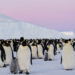 Satellite images trace emperor penguins’ struggle to survive