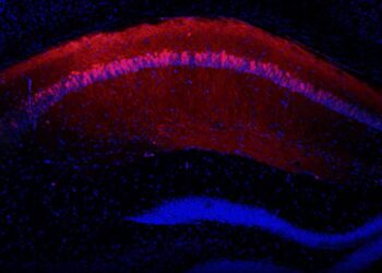 Scary memories of others observed in mouse brain: Study identifies where different types of memories begin