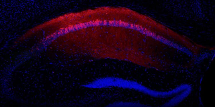Scary memories of others observed in mouse brain: Study identifies where different types of memories begin