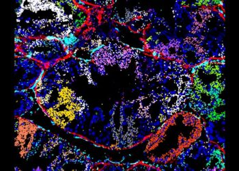 Scientists develop new method to study gene function in cells and tissues