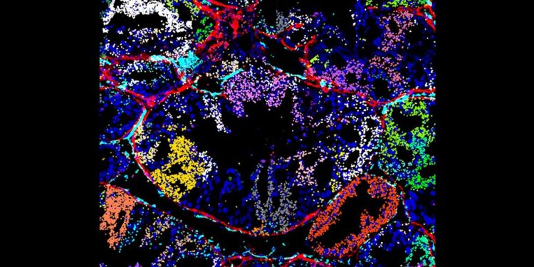 Scientists develop new method to study gene function in cells and tissues