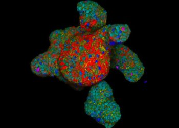 Scientists develop tools to identify gut nutrient sensors
