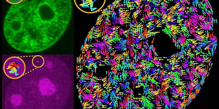 Scientists discover how transcription drives movement within the genome