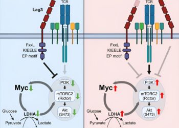 Scientists discover new mechanism controlling T cells in inflammation