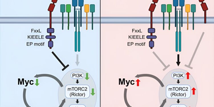 Scientists discover new mechanism controlling T cells in inflammation