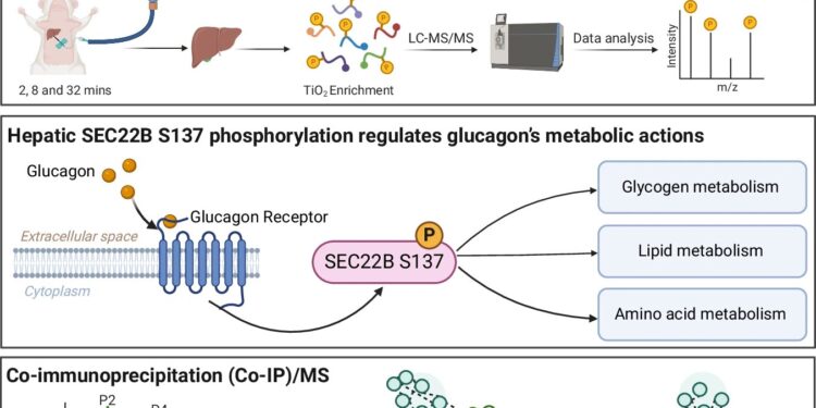 Scientists discover new understanding of how an ancient hormone works, paving the way for better therapies