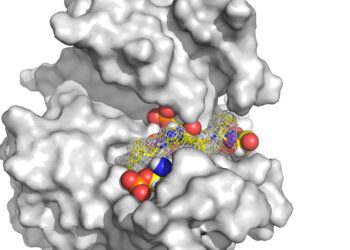 Scientists discover the secret to regulating our biological clock