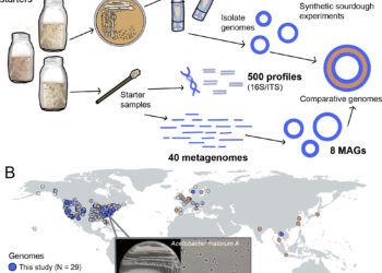 Scientists explore microbial diversity in sourdoughs