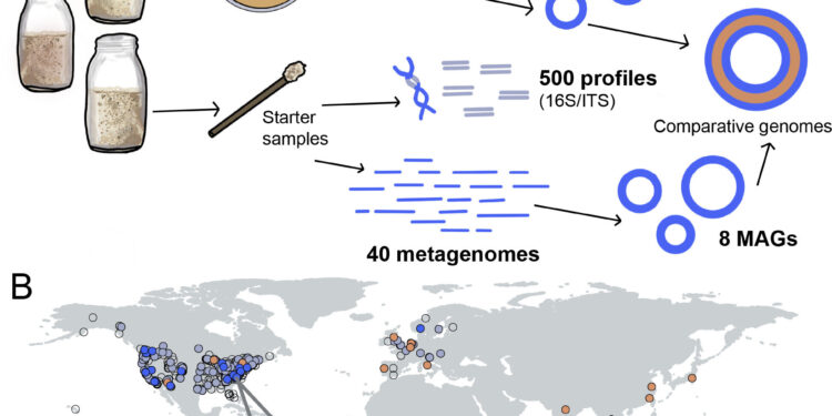Scientists explore microbial diversity in sourdoughs