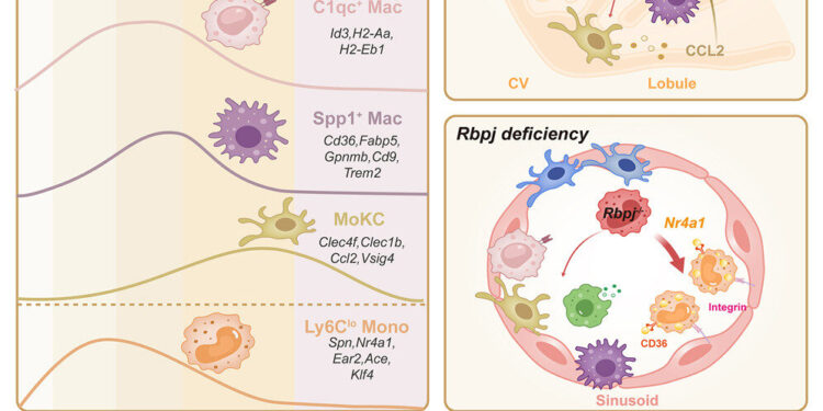 Scientists identify key protein in inflammatory pathway causing fatty liver disease
