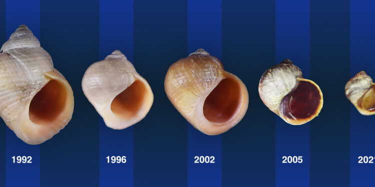 Scientists predict – and witness – evolution during 30-year experiment on marine snails