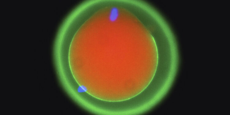 Scientists show how sperm and eggs fit together like a key in a lock