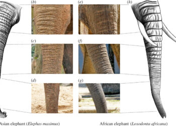 Scientists study elephant wrinkles to understand their usefulness