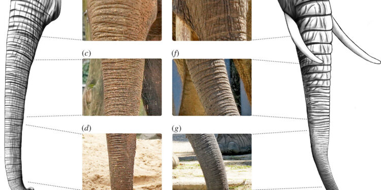 Scientists study elephant wrinkles to understand their usefulness