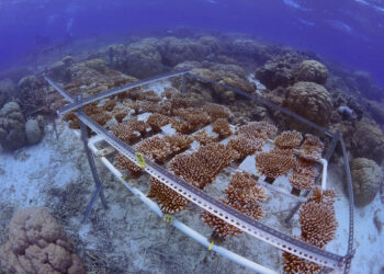 Scientists successfully breed corals to improve their heat tolerance