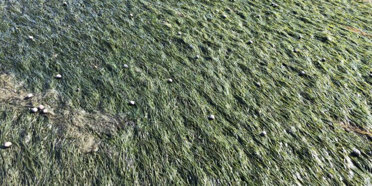 Sentinel-2 data reveals significant seasonal variations in intertidal seagrass beds