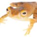 Seven new species of frogs discovered in Madagascar