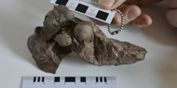 Smallest dinosaur egg ever discovered confirmed in China