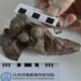 Smallest dinosaur egg ever discovered confirmed in China