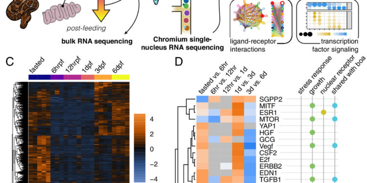 Snake research reveals insights into human intestinal regeneration