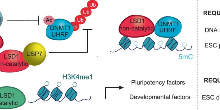 Stem cell discovery highlights importance of DNA methylation in cancer