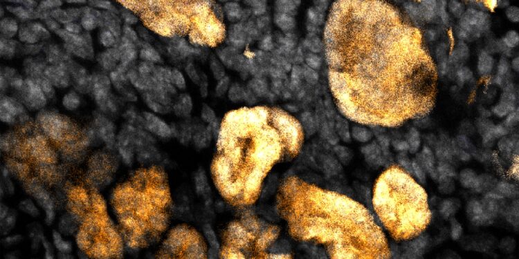 Stem cell studies detail how progenitor cells self-renew, differentiate, and aggregate into early kidney structures