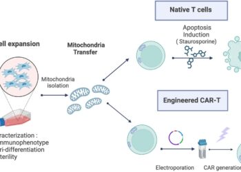 Stem cells provide a lifeline for T cells as cancer champions