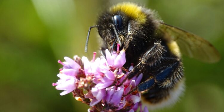 Stressed bees make pessimistic choices and may experience emotional states, new research suggests