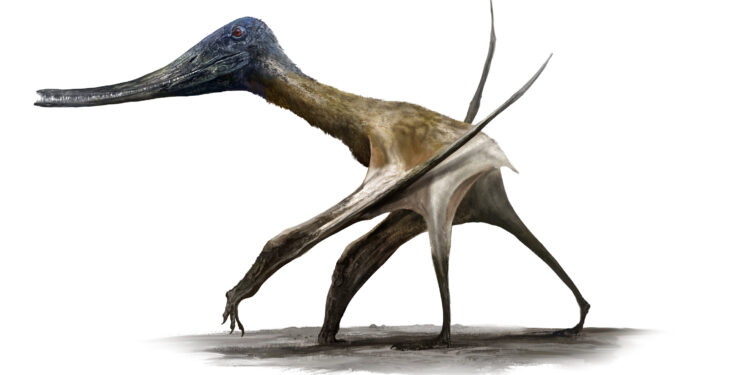 Study determines when and how pterosaurs evolved from tiny tree climbers to towering land titans
