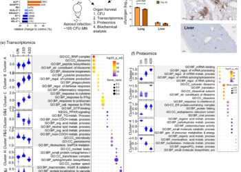 Study finds tuberculosis alters liver metabolism and could promote diabetes