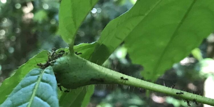 Study on ant-plant symbiosis reveals climate change could destabilize mutualistic relationships