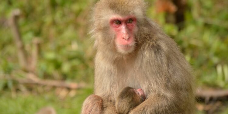 Study reveals no maternal mortality at birth