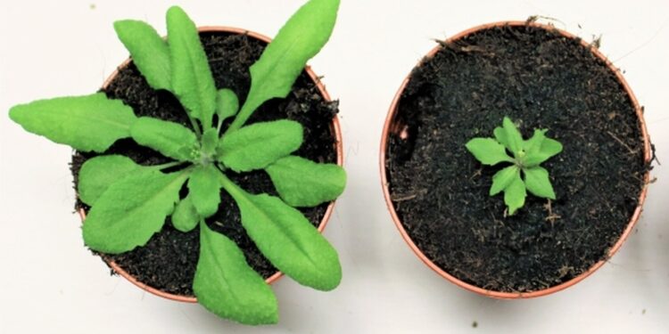 Study reveals plants have protein monitoring mechanism thought to exist only in animal cells