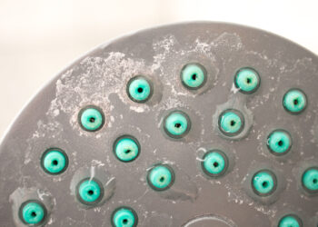Study reveals ‘untapped biodiversity’ in the bathroom, on your toothbrush and shower head