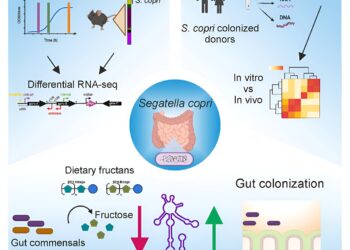Study shows small RNA plays crucial role in intestinal colonization