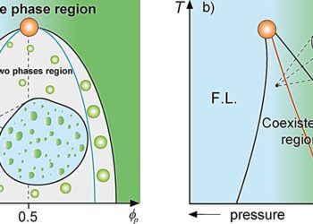 Study suggests proteins can compartmentalize and form droplets inside cells
