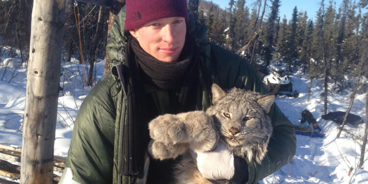 Study tracks wave of traveling Canadian lynx population