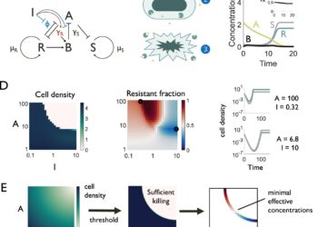 Targeting ‘selfish’ bacteria could optimize inhibitors that fight antibiotic resistance