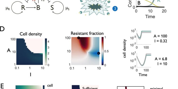 Targeting ‘selfish’ bacteria could optimize inhibitors that fight antibiotic resistance