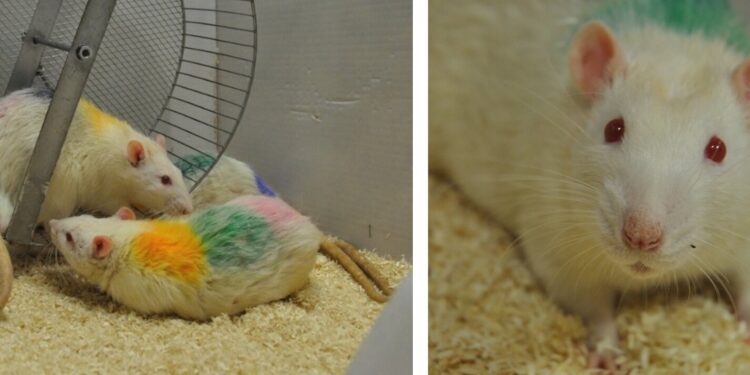 Team discovers complex social lives of rats, with potential implications for human psychiatry