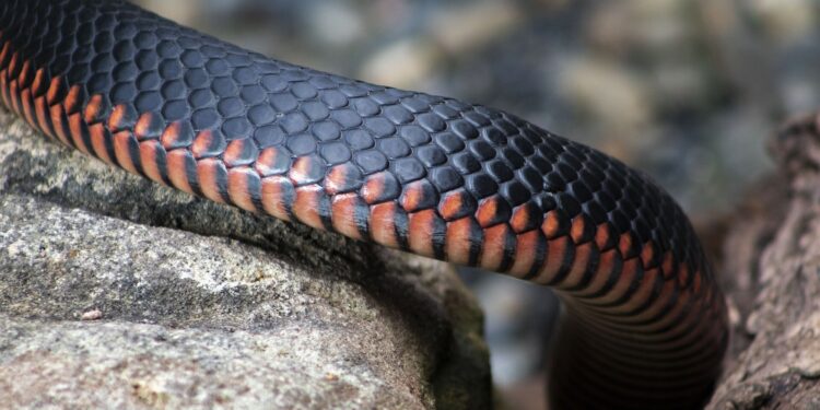 Ten years of wild animal rescue reveals insights into human-reptile interactions