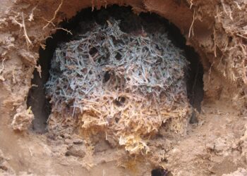The asteroid that wiped out the dinosaurs may have led to the invention of ‘ant agriculture’