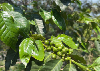 The coffee industry in Rwanda…international quality and societal roles | economy