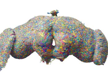 The first map of every neuron in an adult brain was made for a fruit fly