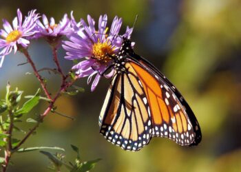 The monarch butterfly may not be endangered, but research suggests its migration is