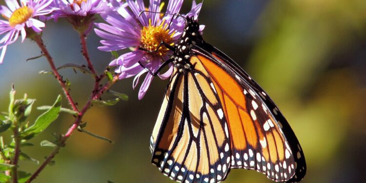 The monarch butterfly may not be endangered, but research suggests its migration is