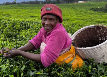 The tea industry in Rwanda…an economic and tourism success story economy