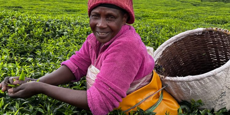 The tea industry in Rwanda…an economic and tourism success story economy