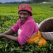 The tea industry in Rwanda…an economic and tourism success story economy
